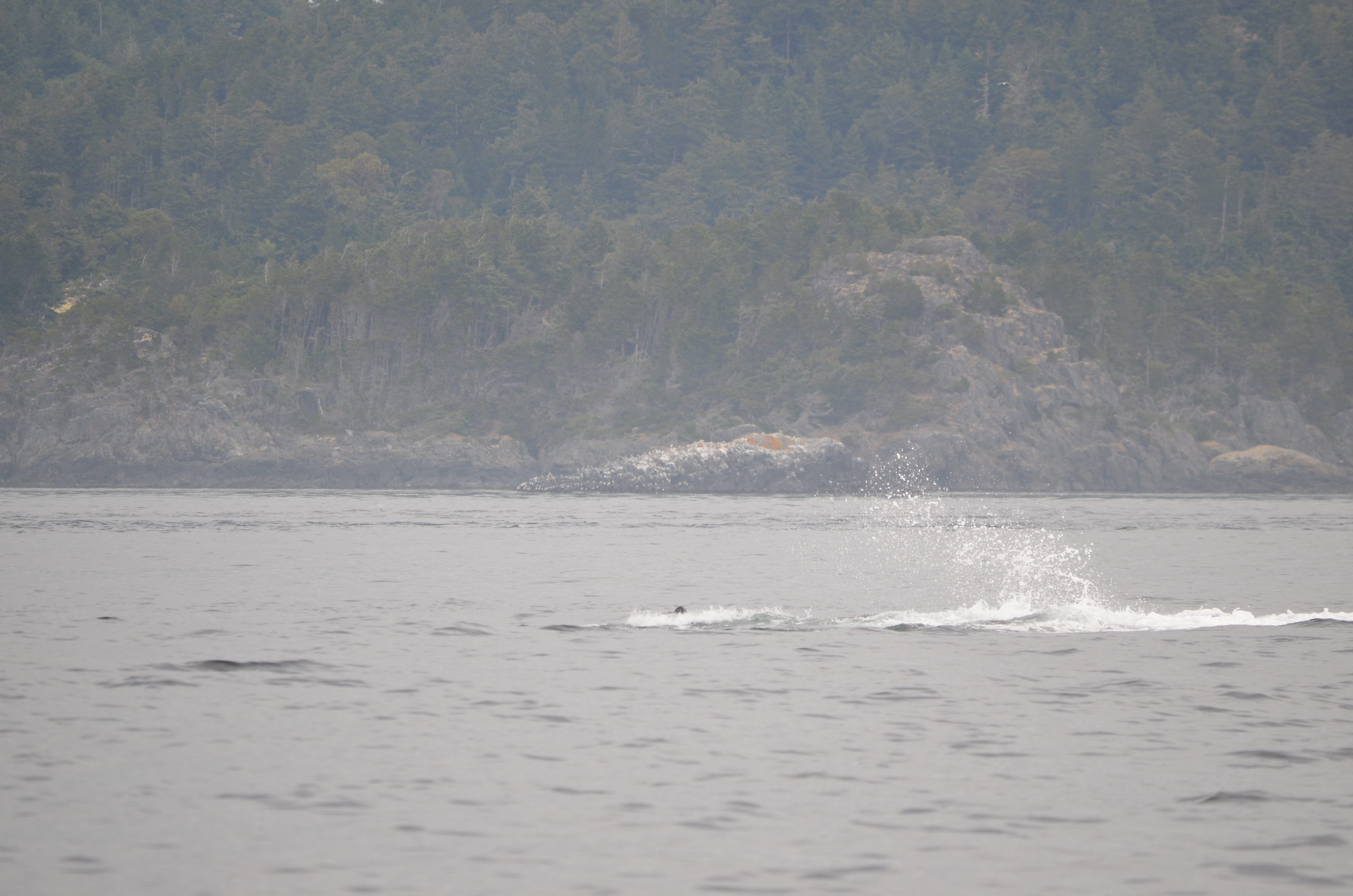photos/wildlife/Mammal_Species/Humpback Whale/DSC_0195.JPG